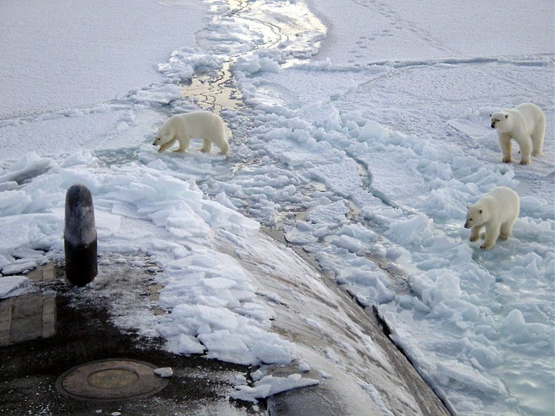 Polar bears in the Arctic region
