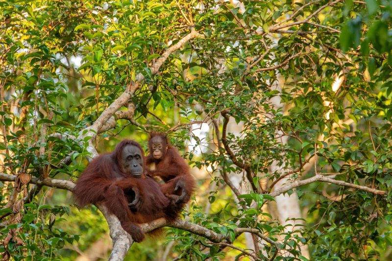 Orangutans sitting on top of a tree