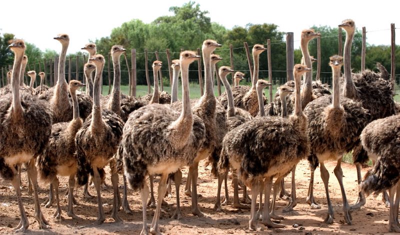 Ostriches of Oudtshoorn