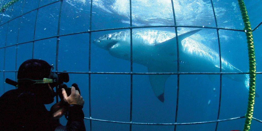 A tourist encountering a shark up close