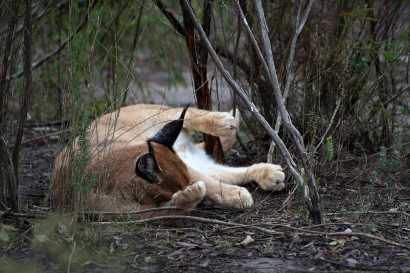 A caracal in South Africa