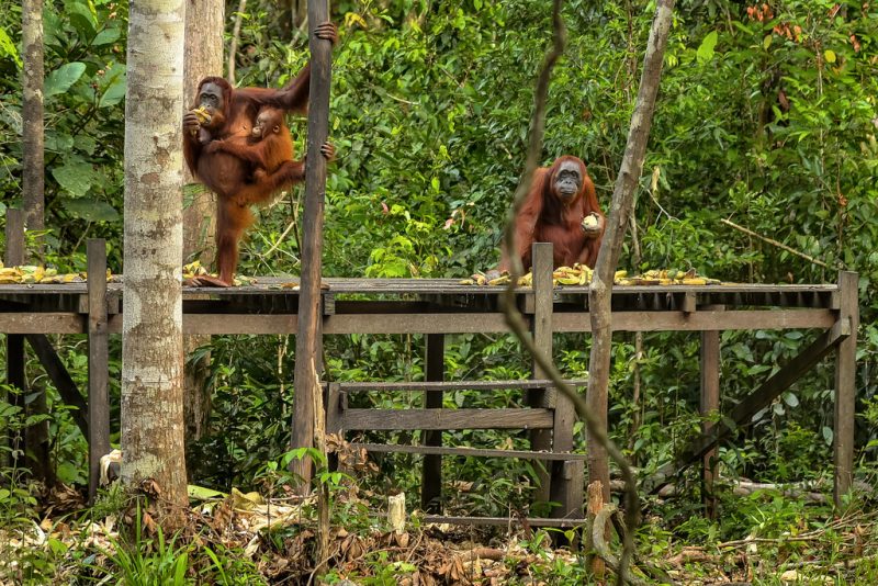 Orangutans spotted at Tanjung Puting National Park