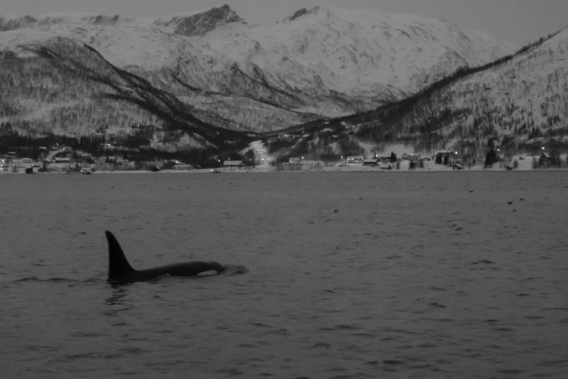 An orca spotted in low conditions in Tromso