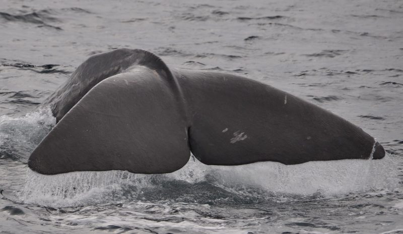 The fin of a sperm whale visible