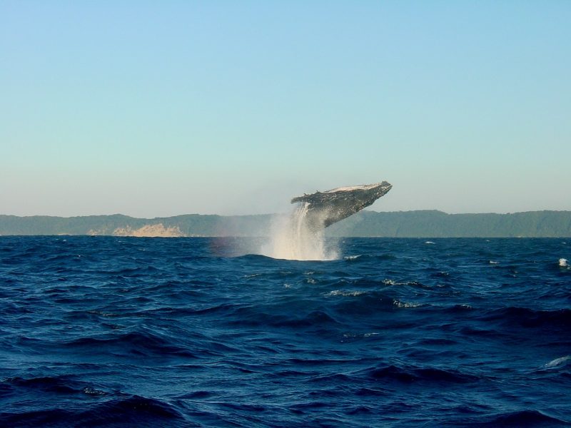 A humpback breaching in Reykjavik
