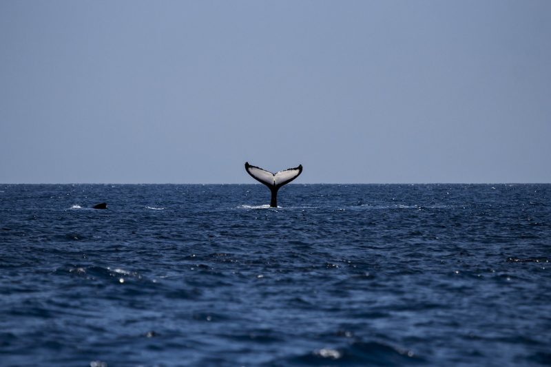 A humpback whale's tail seen in the middle of the ocean