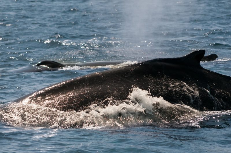 A whale sighting in Monterey, California