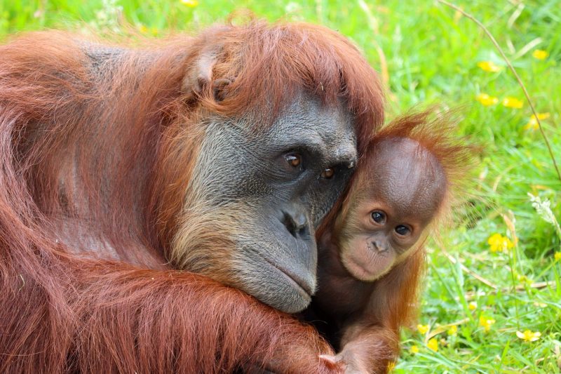 A baby orangutan with its mother