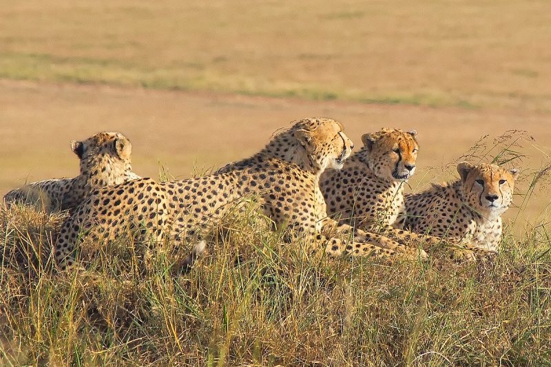 A group of male cheetahs in Maasai Mara