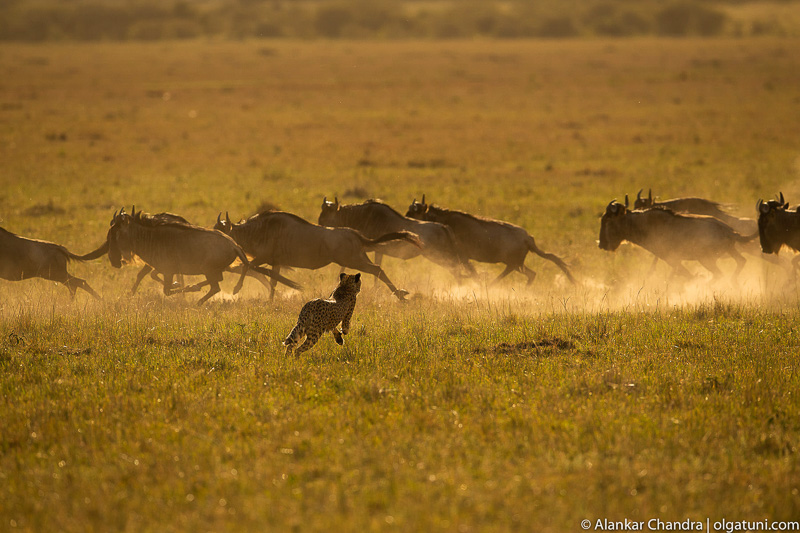 A herd chased by Cheetah
