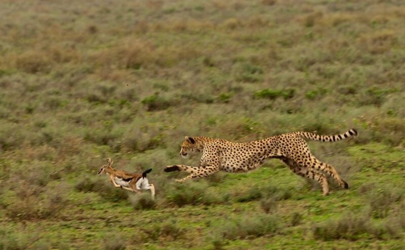 A Cheetah hunts down a prey