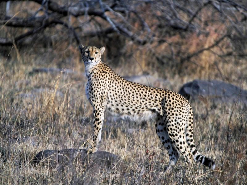 A cheetah sighted at Kruger National Park