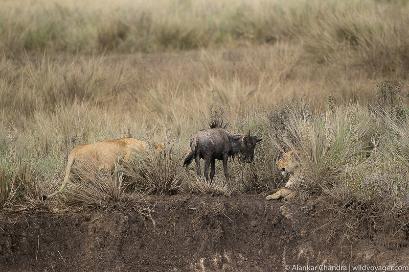Lone cub trapped between two lionesses