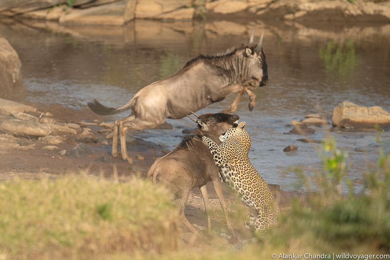 Cub caught by Leopard