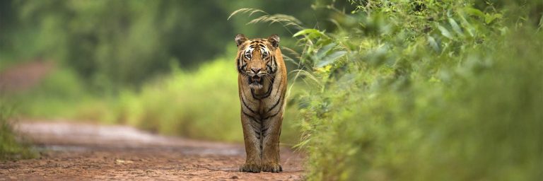 Lesser known tiger parks