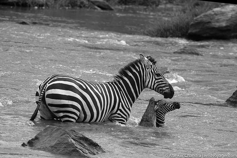 Zebra cub trapped by crocodiles