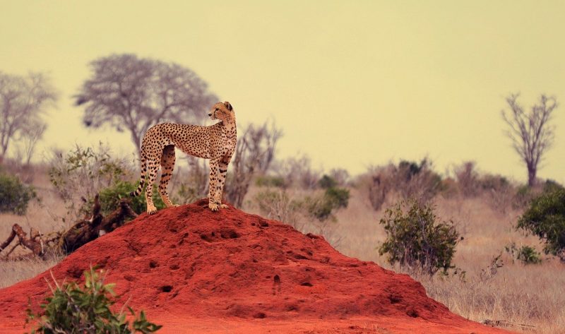 A cheetah looks around