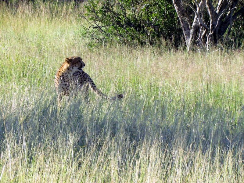 A cheetah spotted in the open grasslands of Sabi Sand