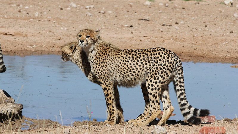 Cheetahs in Central Kalahari Game Reserve
