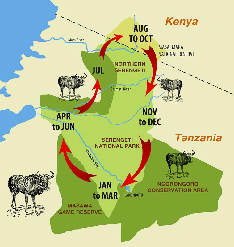 Annual cycle of migration