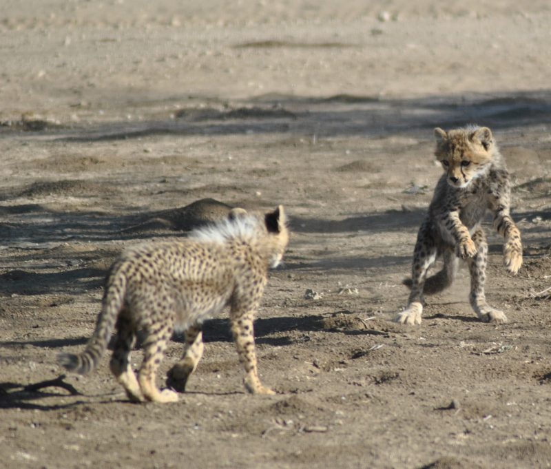 Cheetah cubs spotted playing at Serengeti National Park