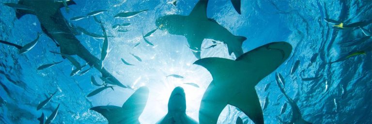 Shark diving