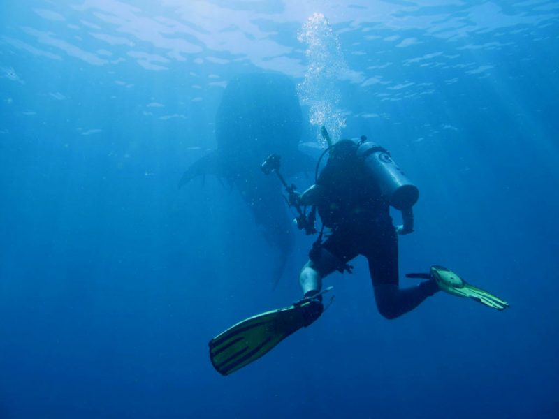 A diver encounters a whale shark in O'ahu