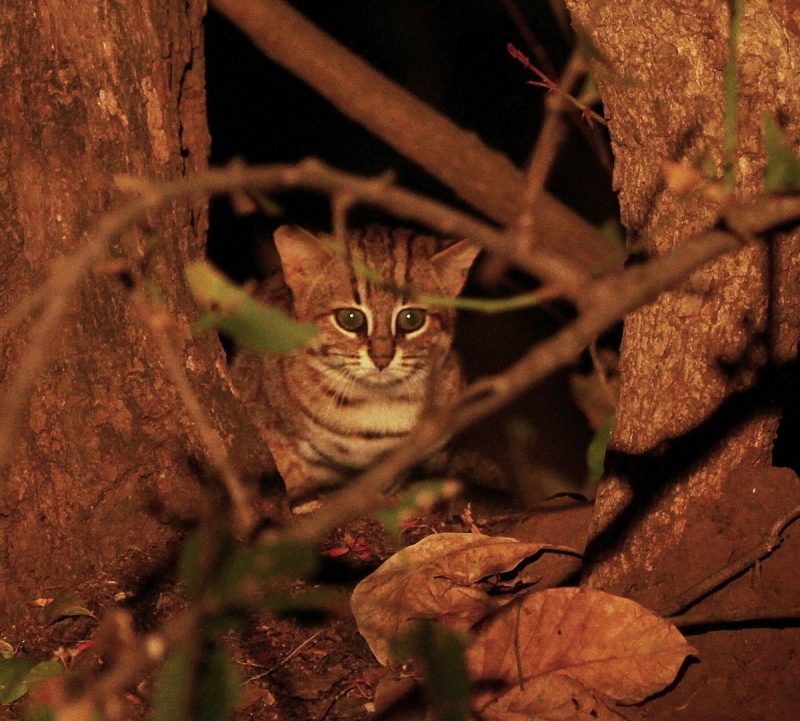The smallest of the wildcats, rusty-spotted cat