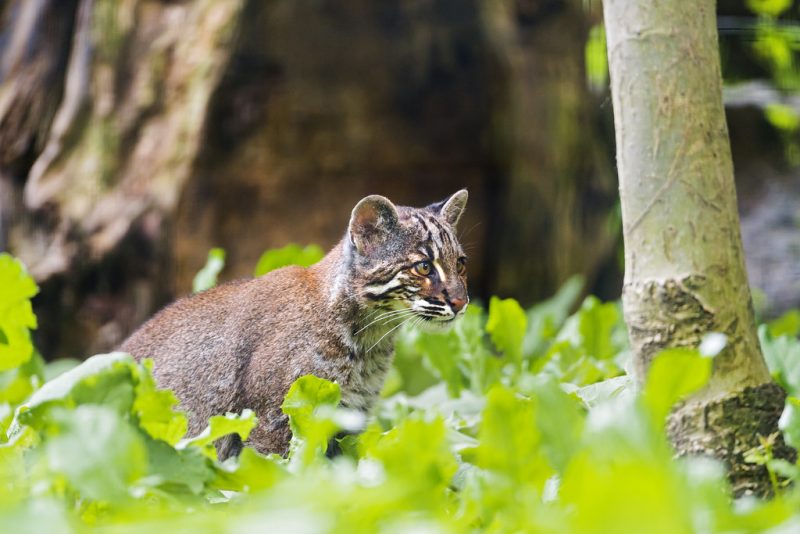 An Asian Golden Cat in the wild