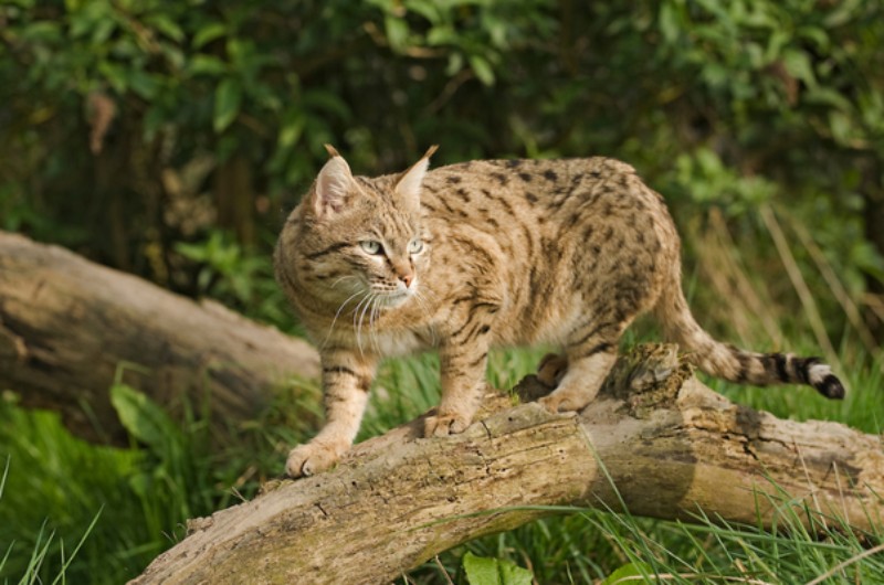 An Asiatic wildcat perched atop a tree