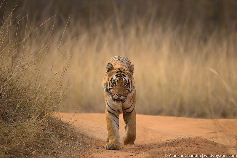 Matkasur male tiger