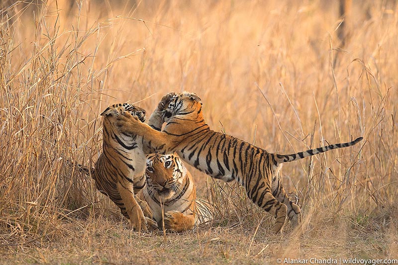 Maya with cubs