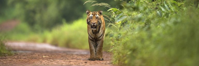 Tiger families of Tadoba