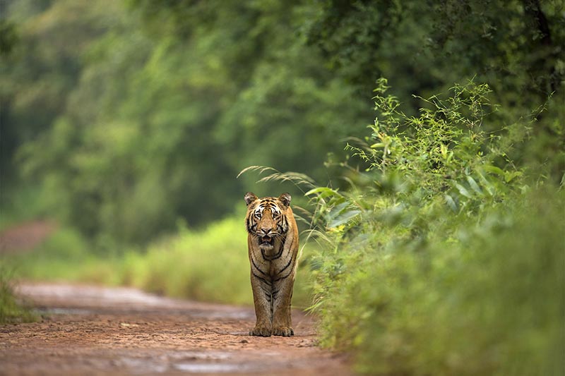 Tiger in a forest
