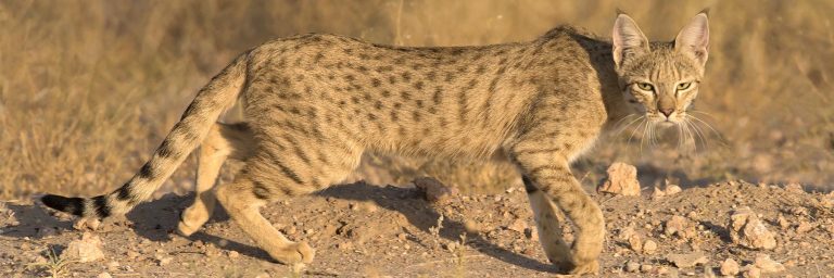 small cats of india