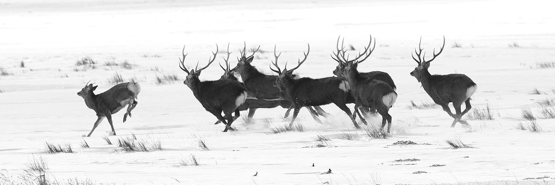 How animals choose their leaders