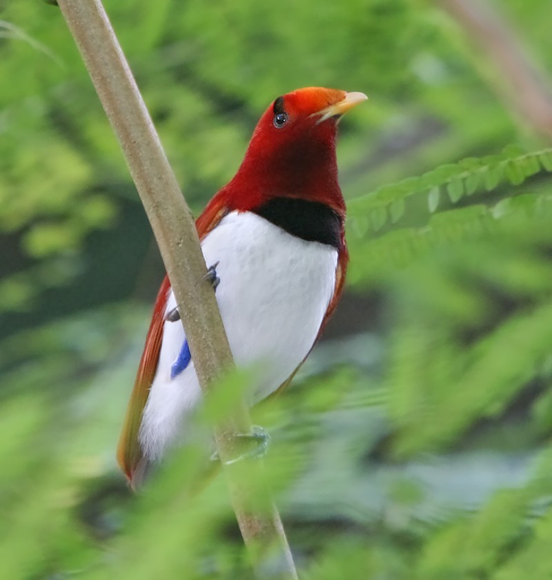The King bird of paradise