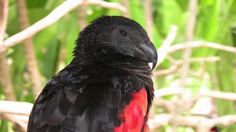 The unusual Pesquet’s parrot