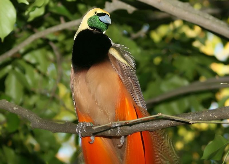 The national bird of Papua New Guinea, Raggiana bird of paradise