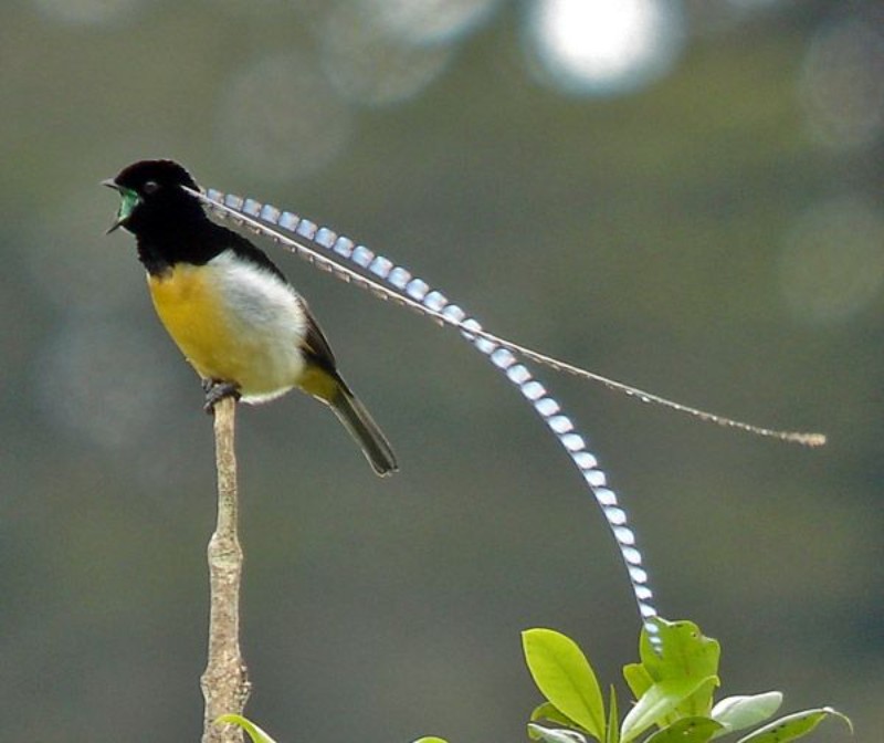 The beautiful King of Saxony bird of paradise