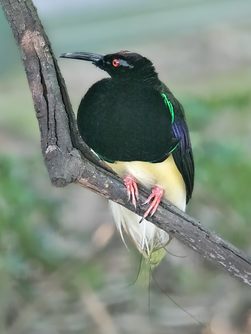 A Twelve-Wired bird of paradise perched on a branch