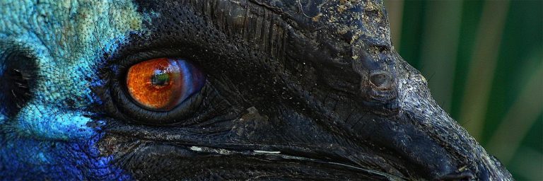 Papua new guinea birding