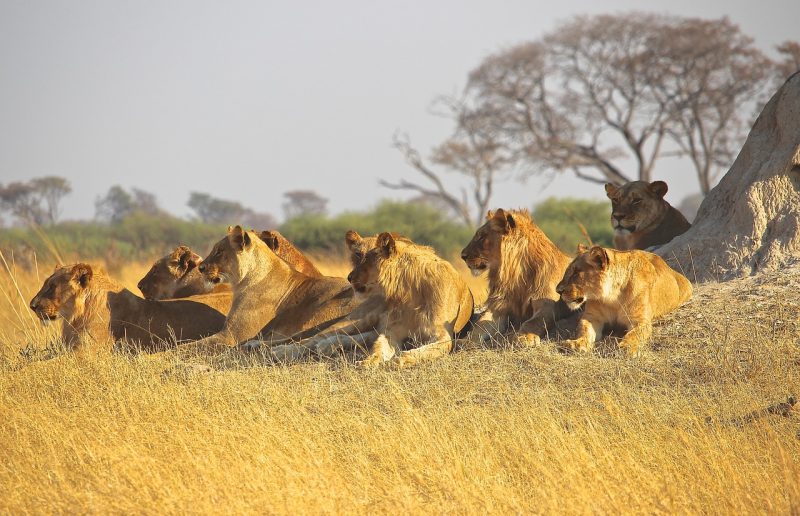 Lionesses in a pride