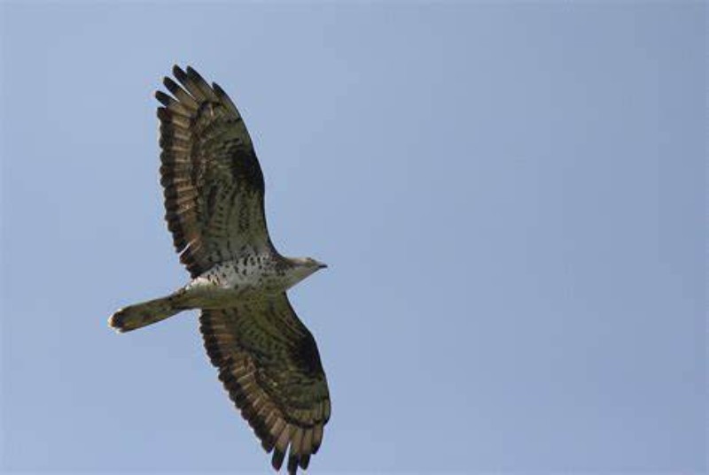 A black honey buzzard soars above