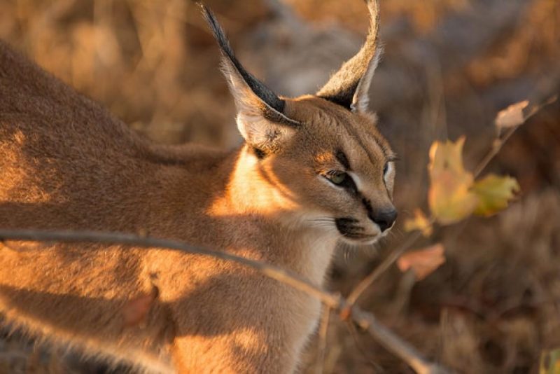 A caracal with its long tufted ears