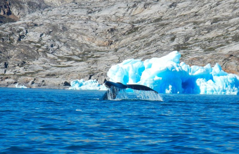 A whale spotted in Sermilik, Greenland