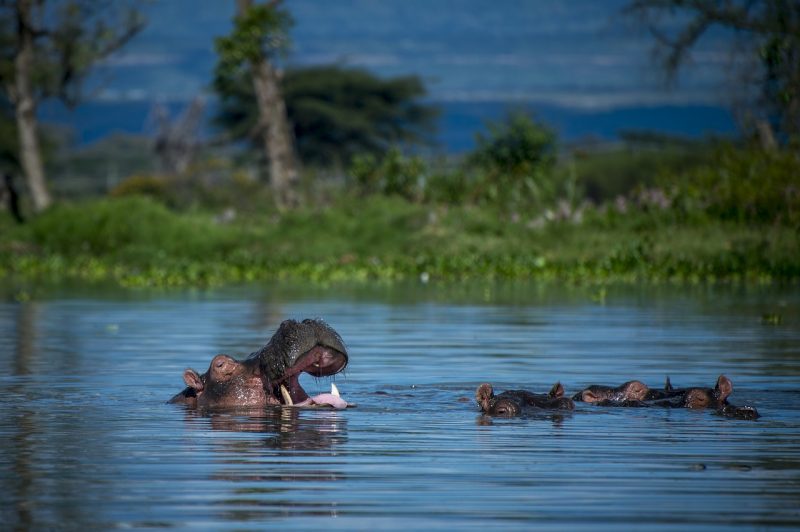 A group of Hippopotamus bathe in a river