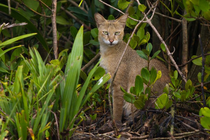 The common jungle cat of India