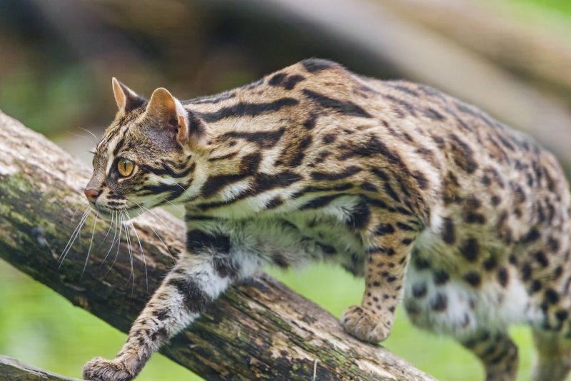The miniature leopard cat