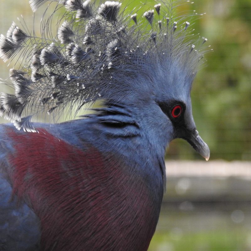 The striking Victoria crowned pigeon